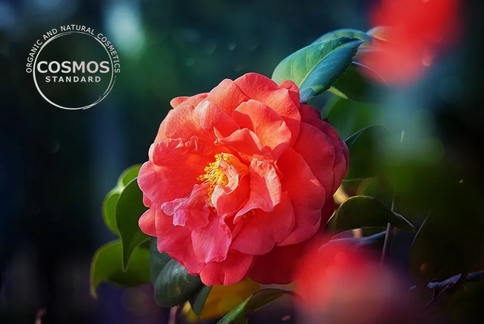 아모레퍼시픽이 개발한 동백 유래 화장품 원료가 유기농·천연 화장품 국제 인증(COSMOS) 표준 성분으로 승인받았다.