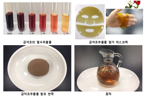 식용꽃인 금어초와 한련화를 대상으로 실험한 결과 금어초는 피부세포의 콜라겐 합성과 촉진대식세포의 염증반응 억제를, 한련화는 지방세포 분화 억제를 돕는 것으로 나타났다. <사진출처 : 농촌진흥청>
