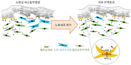 한국보건산업진흥원은 아주대학교 의과대학 강희영‧박태준 교수팀의 공동 연구를 통해 피부 색소침착의 주요 원인세포와 미백효과가 있는 단백질 SDF1을 발견, 기존 방법과 차별화된 색소침착 개선 치료법을 제시했다. 사진은 노화성 피부색소 침착과정에서 노화 섬유아세포의 역할.